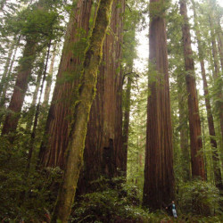 Sequoia sempervirens - Sequoia americana